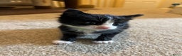 Mixed Breed cats for sale: Two kittens looking for family together - Advert 11