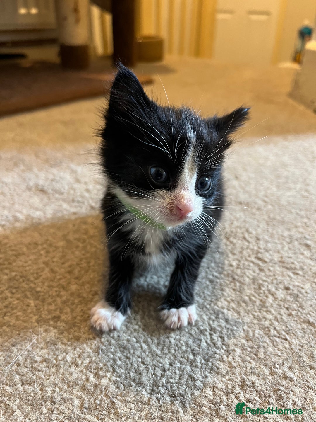 Mixed Breed cats for sale: Two kittens looking for family together - Advert 11