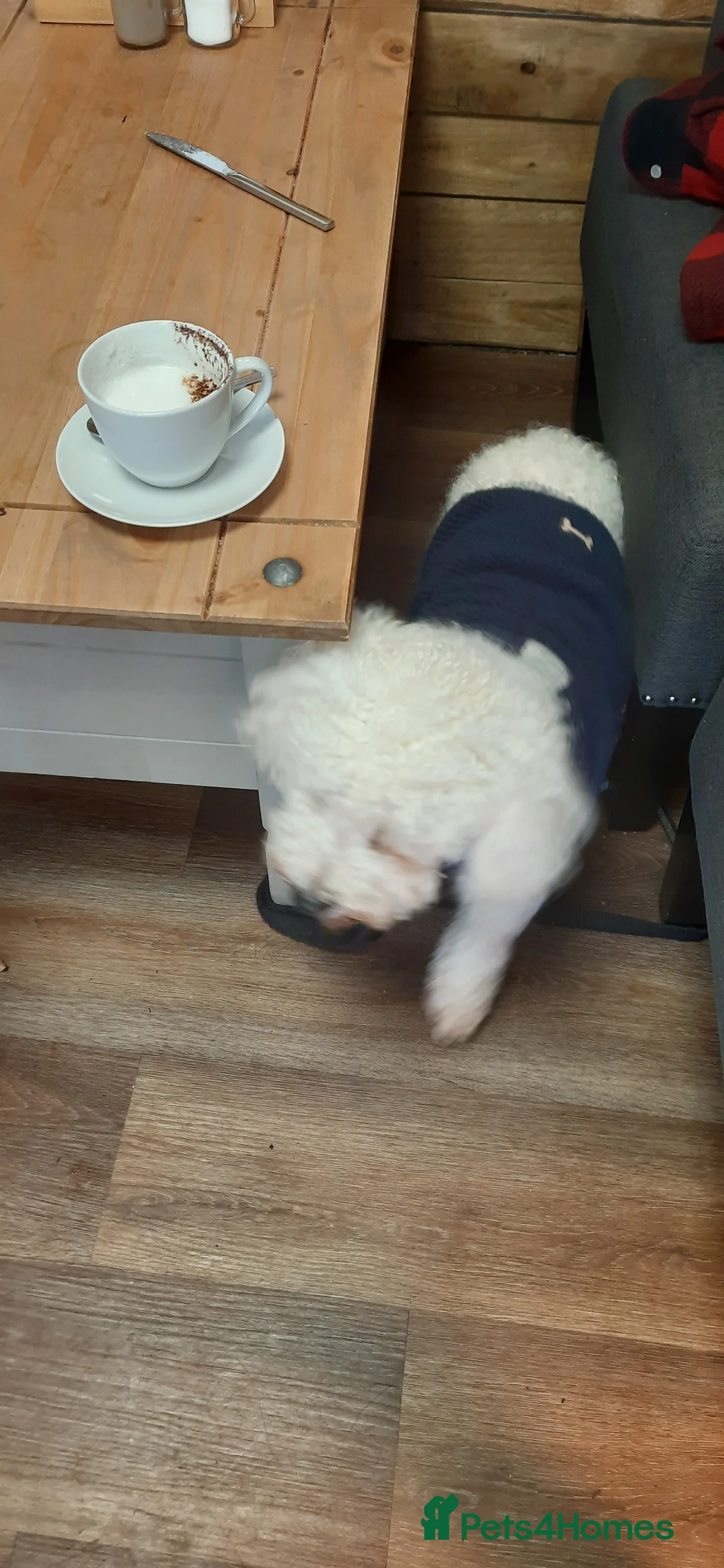 Bichon Frise dogs for stud: Alfie, super stud in Birmingham - Advert 12