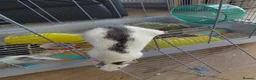 Rat rodents for sale: 2 male rats in Thetford - Advert 6