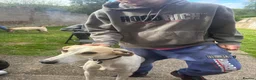 Saluki dogs for stud: Stud saluki  in Yeovil - Advert 1