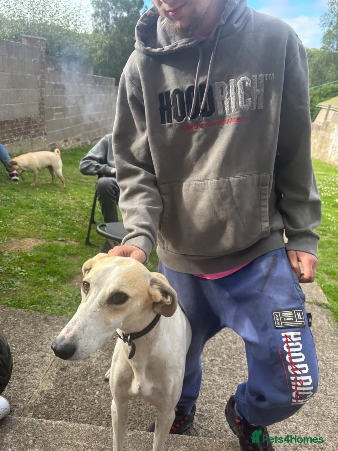Saluki dogs for stud: Stud saluki  in Yeovil - Advert 1