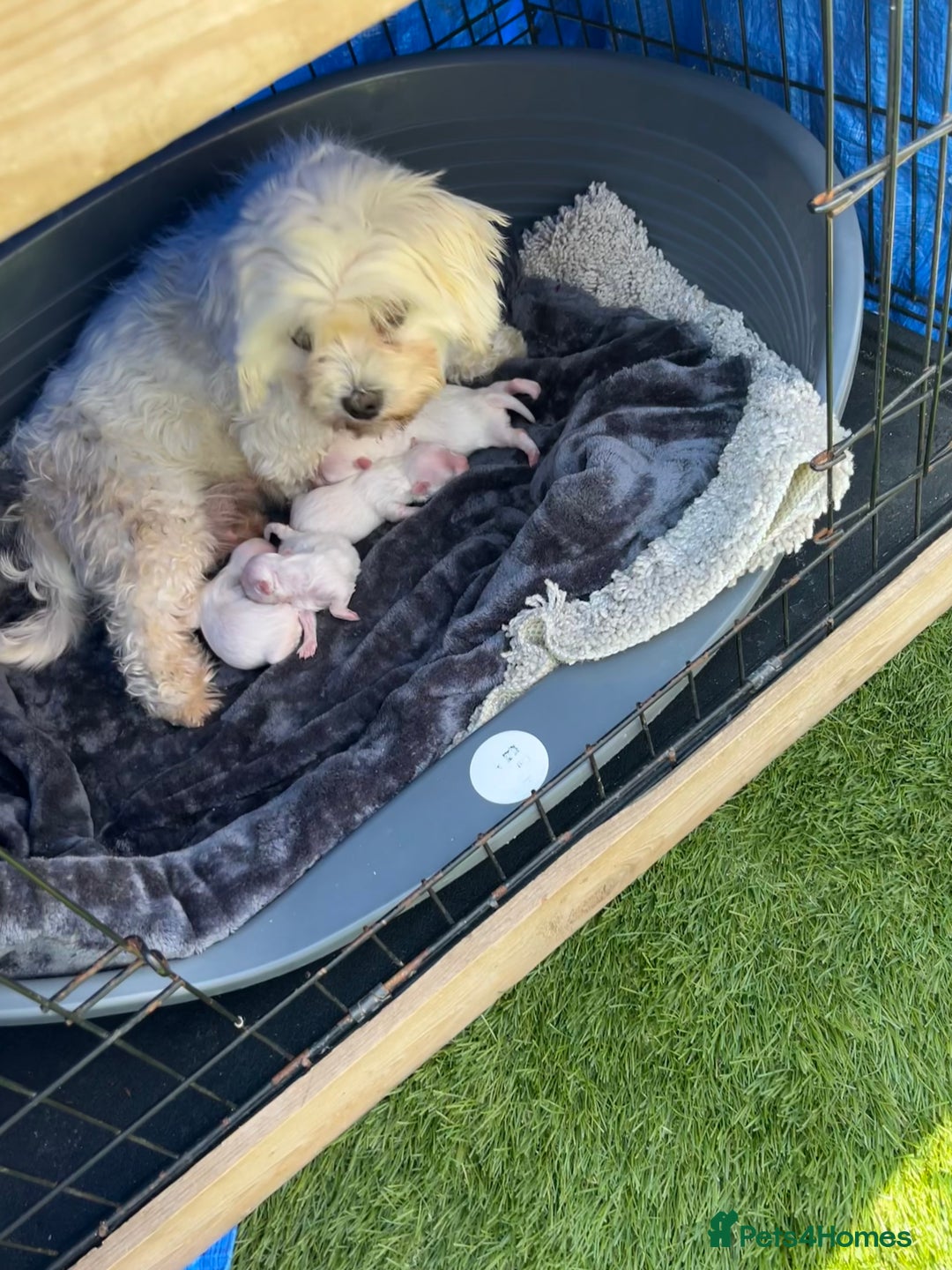 Maltese dogs for sale: Maltese puppies pedigree - Image 15