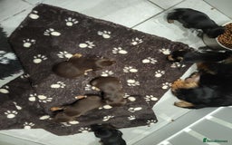 Jack Russell dogs for sale: Chocolate and Tan and Black and Tan Jacks - Image 9