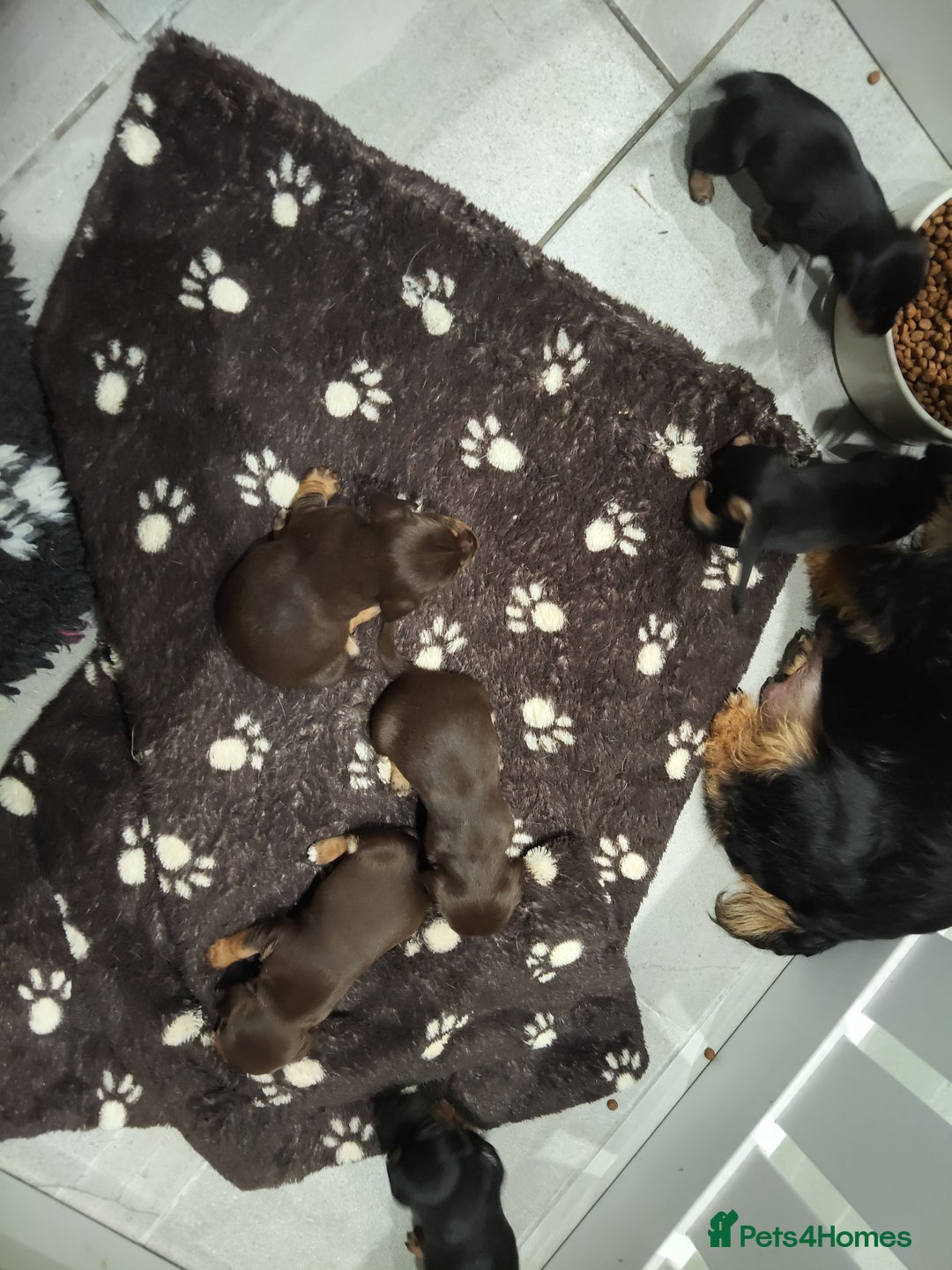 Jack Russell dogs for sale: Chocolate and Tan and Black and Tan Jacks - Image 9