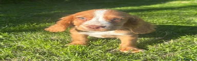 Cocker Spaniel 3