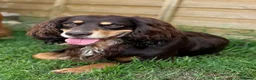 Cocker Spaniel dogs for stud: Quality WCS, fully health tested - Advert 3