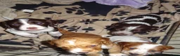 Cocker Spaniel dogs for sale: 4 Working Cocker Spaniel Puppies - Advert 4