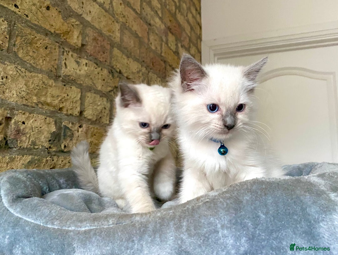 Ragdoll cats for sale: Outstanding TICA reg Kittens – Champion Bloodlines - Image 9