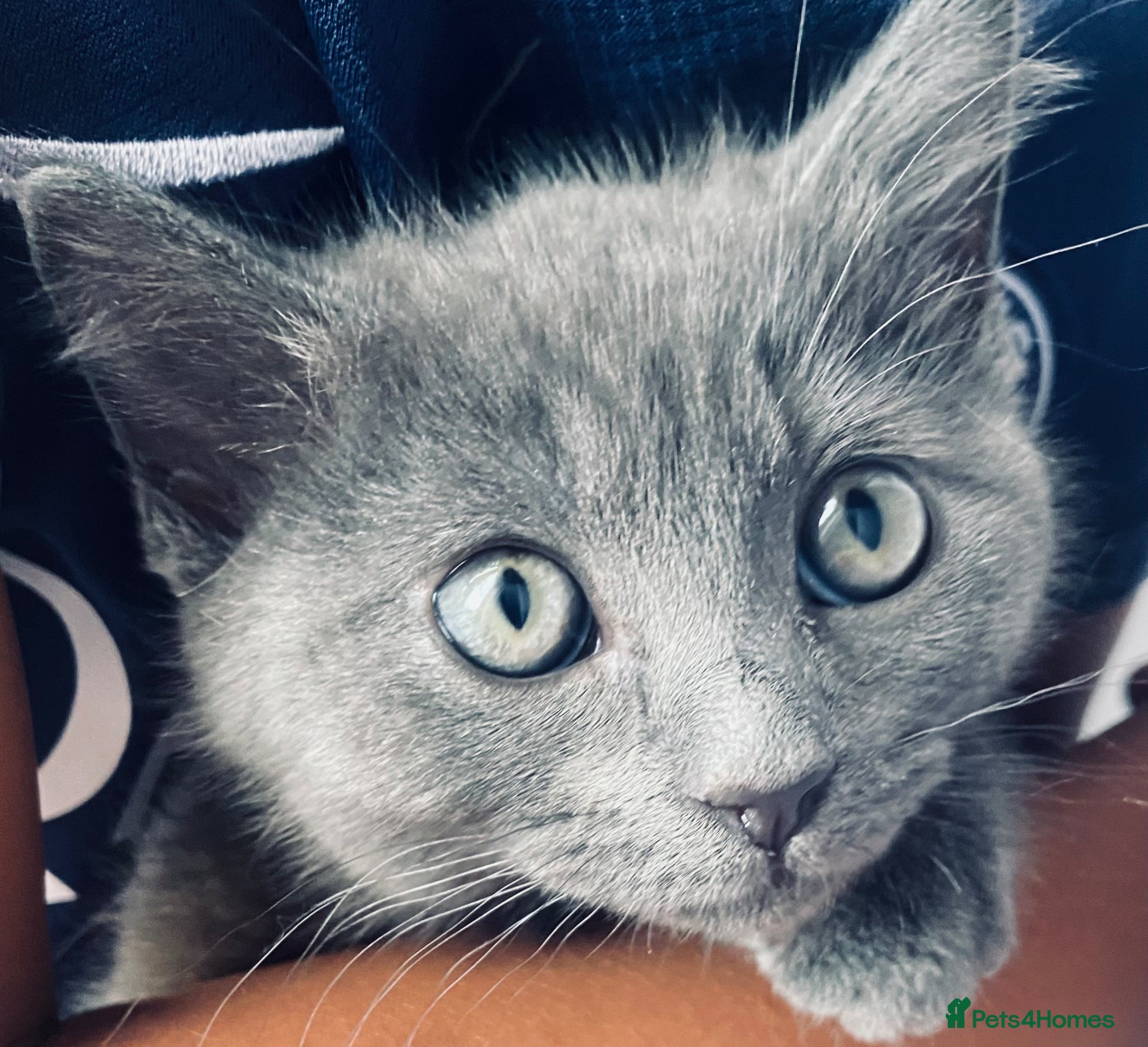 Ragdoll cats 10 week old, male Ragdoll x Bengal  - Advert 1