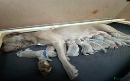 Mastiff dogs for sale: Neapolitan Mix - Image 5