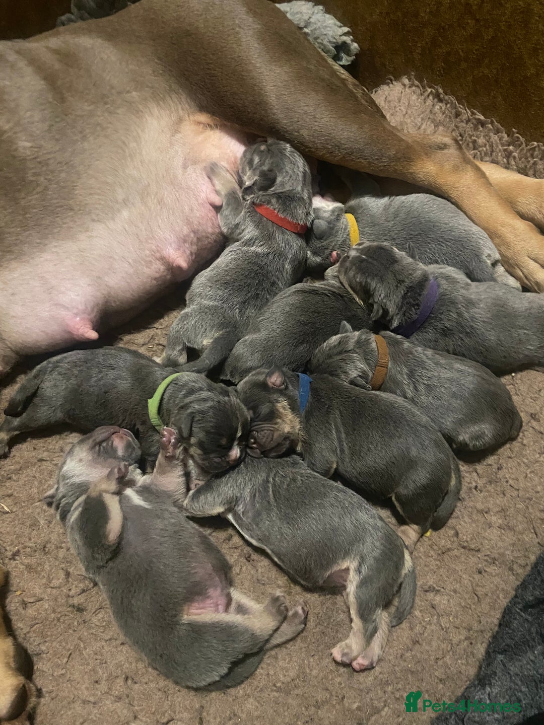 Olde English Bulldogge dogs for sale: Olde English bulldog puppies  - Advert 23