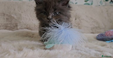 Maine Coon cats - Advert 1