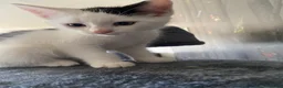 Mixed Breed cats for sale: 2 Male Kittens  in Newcastle upon Tyne - Advert 5