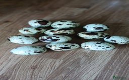 Mixed Breed birds for sale: Coturnix Quail eggs - Image 1