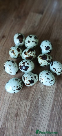 Mixed Breed birds - Advert 7