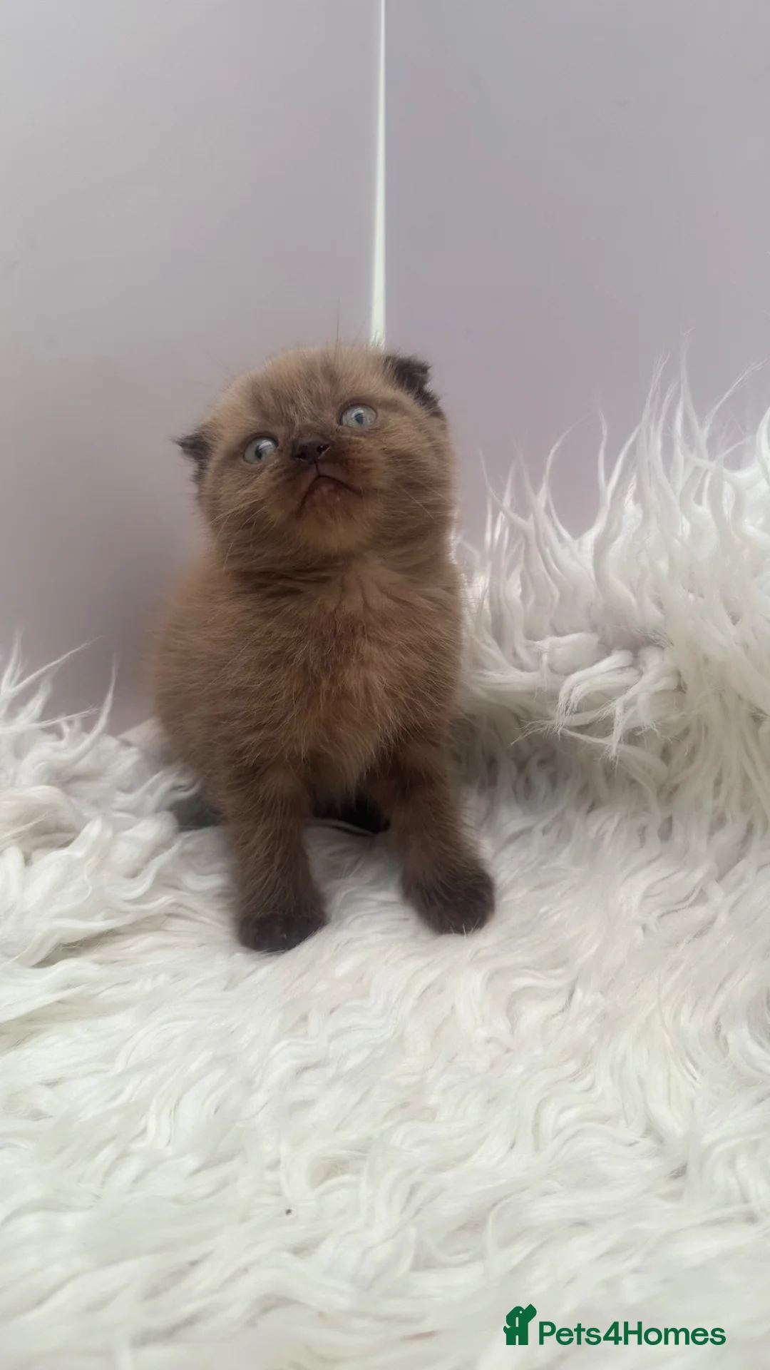 Mixed Breed cats for sale: lovely kittens ready to go - Advert 2