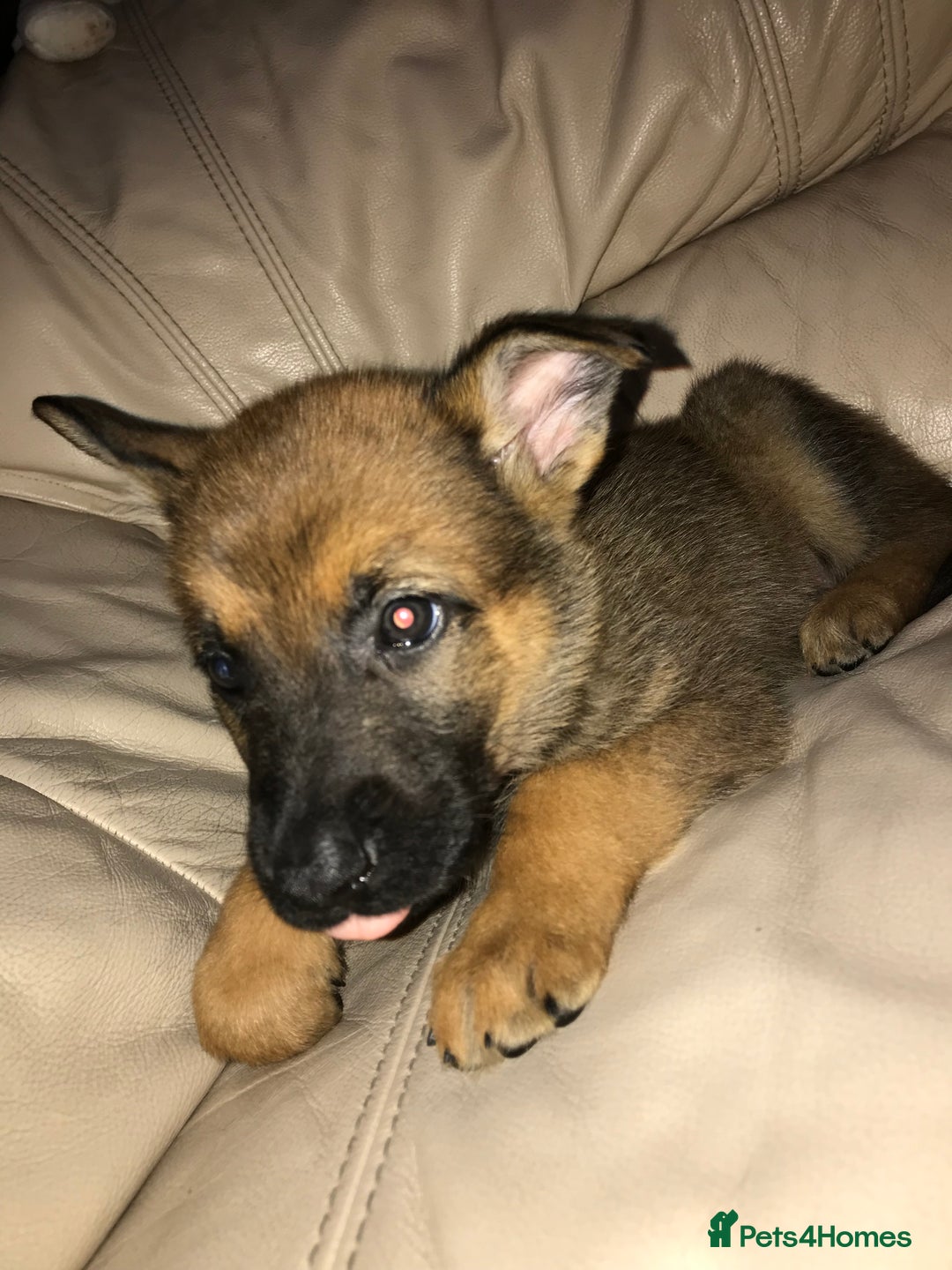 Belgian Shepherd Dog dogs for sale: Belgian Malinois puppy’s  - Image 26