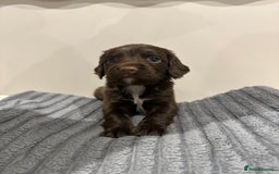 Cocker Spaniel dogs for sale: Working cocker spaniels  - Image 3