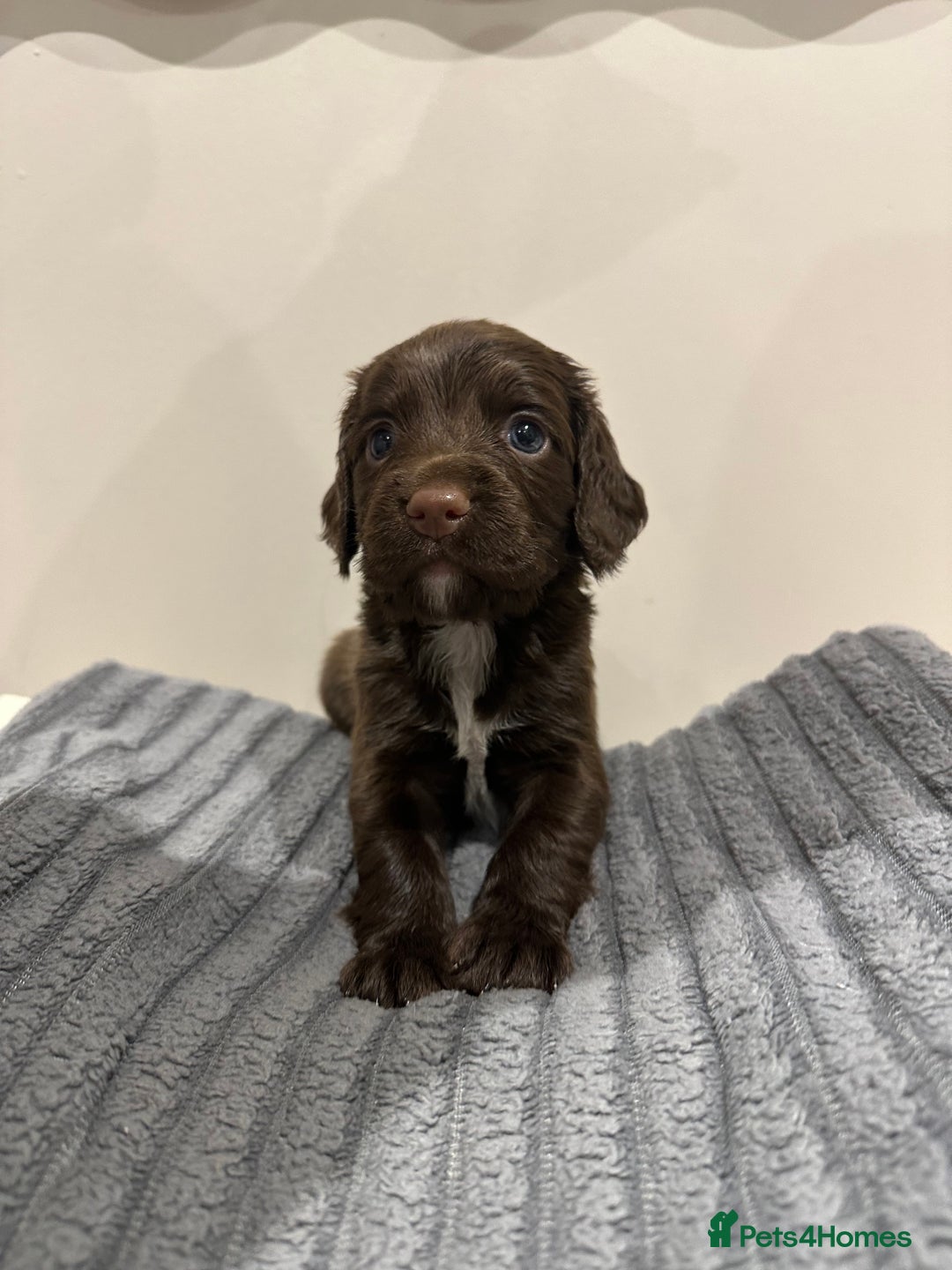 Cocker Spaniel dogs for sale: Working cocker spaniels  - Image 3