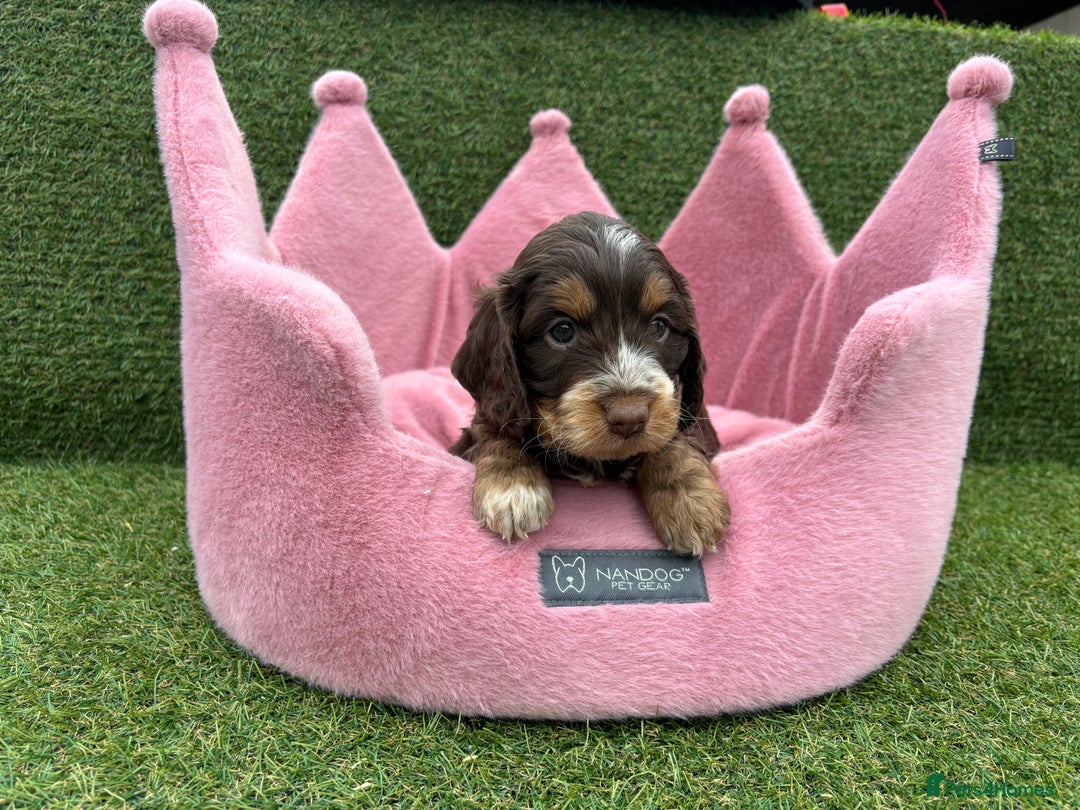 Cockapoo dogs for sale: ⭐️ Stunning Rare Coloured F1 Miniature Cockpoos ⭐️ - Image 12