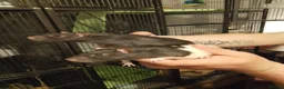 Rat rodents for sale: Full rat set up  - Advert 2