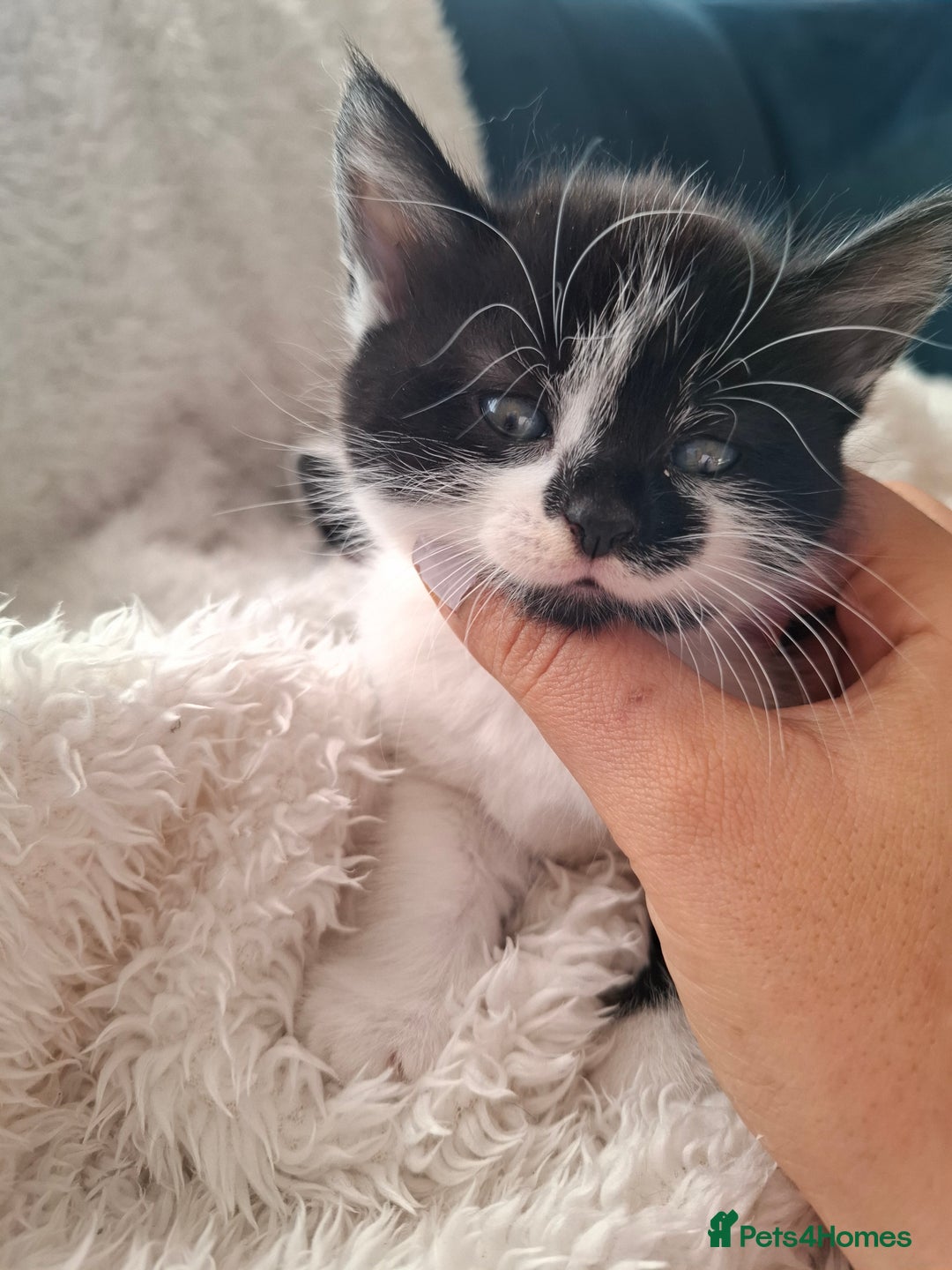 Mixed Breed cats for sale: Tabby/British short hair - Advert 24