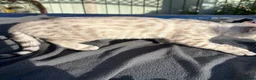 Keetso cats for sale: Superb polydactyl curled eared Keetso kittens.  - Advert 16