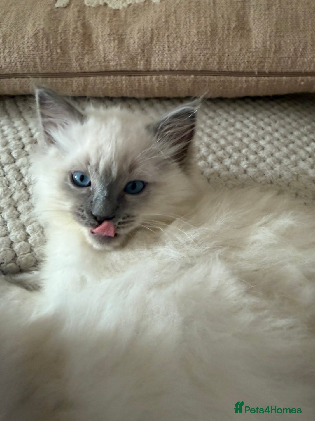 Ragdoll cats for sale: pure ragdoll - Advert 12