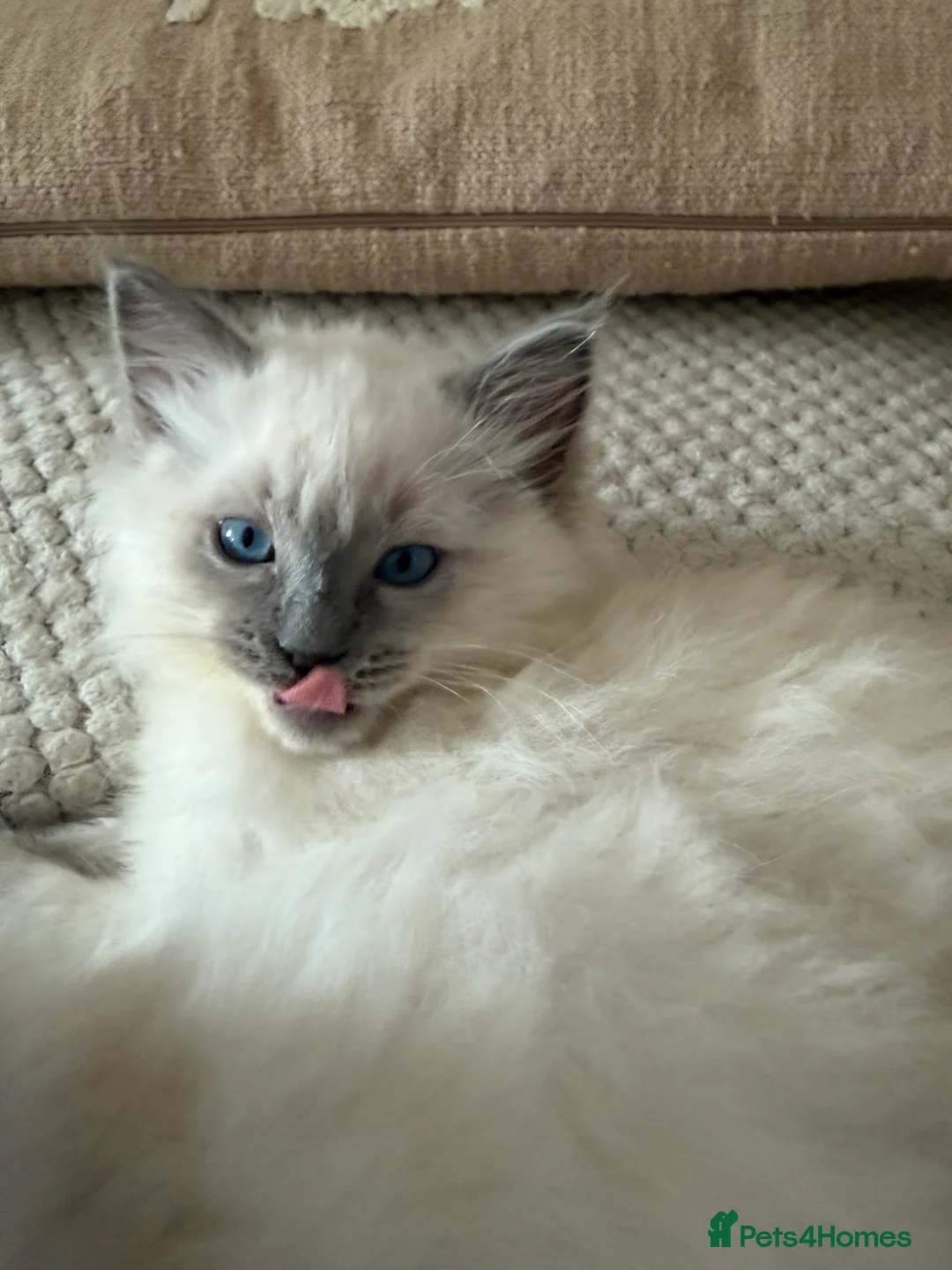 Ragdoll cats for sale: pure ragdoll - Advert 8