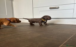Cocker Spaniel dogs for sale: 🐶cocker spaniel puppies 🐶  - Image 19