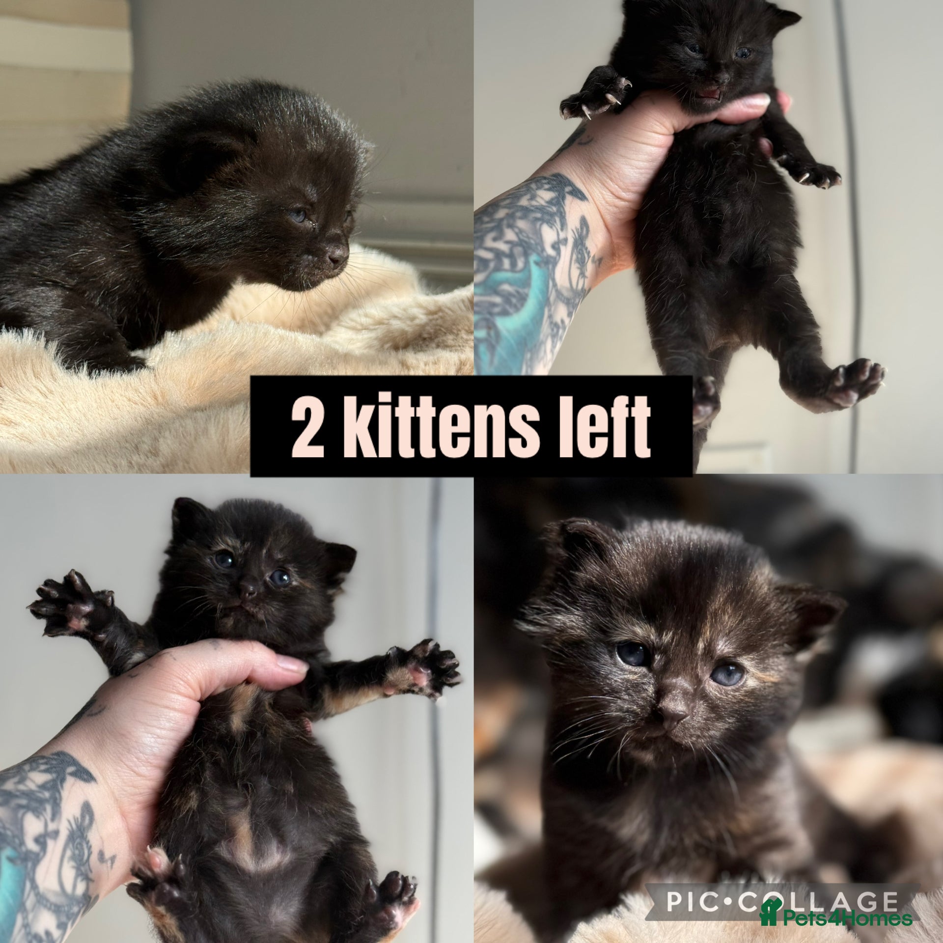 Domestic Shorthair cats 4 Stunning Baby Kittens – Ready to reserve  - Advert 5