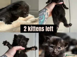 Domestic Shorthair cats 4 Stunning Baby Kittens – Ready to reserve - Advert 1