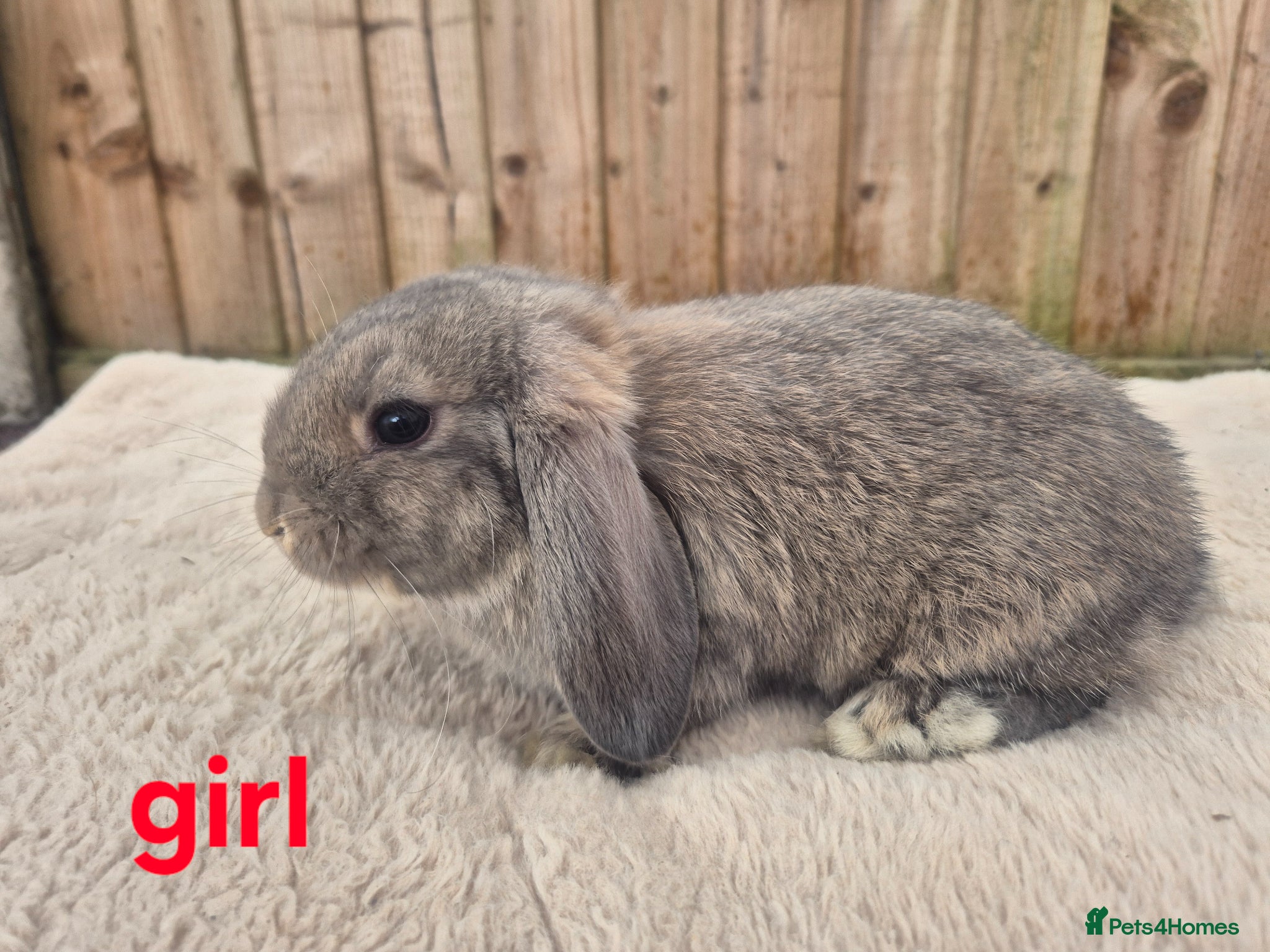 Mini Lop rabbits ❤️ 2 X GIRLS READY TO GO NOW  💙  - Advert 1