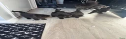 Mixed Breed cats for sale: Beautiful Maine Coon Cross kittens  - Advert 6
