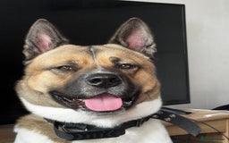 Akita dogs for sale: Needs rehoming urgently - Image 1