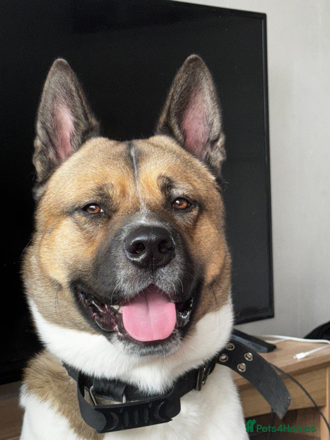 Akita dogs for sale: Needs rehoming urgently - Image 1