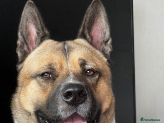 Akita dogs - Advert 1
