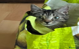 Mixed Breed cats for sale: Nala seeks forever loving home - Image 5