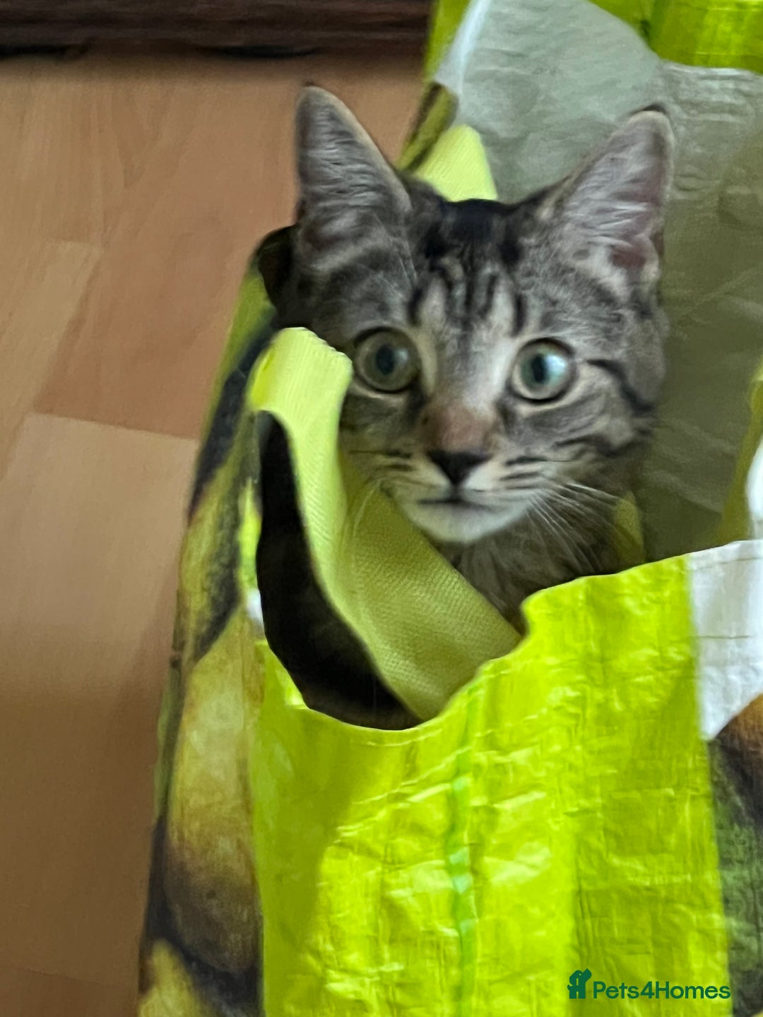 Mixed Breed cats for sale: Nala seeks forever loving home - Image 5