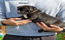 Staffordshire Bull Terrier dogs for sale: KC Reg Staffy Pups – Beautiful Chunky Puppys - Image 7