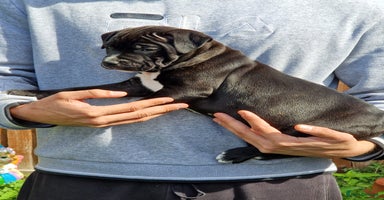 Staffordshire Bull Terrier dogs - Advert 15