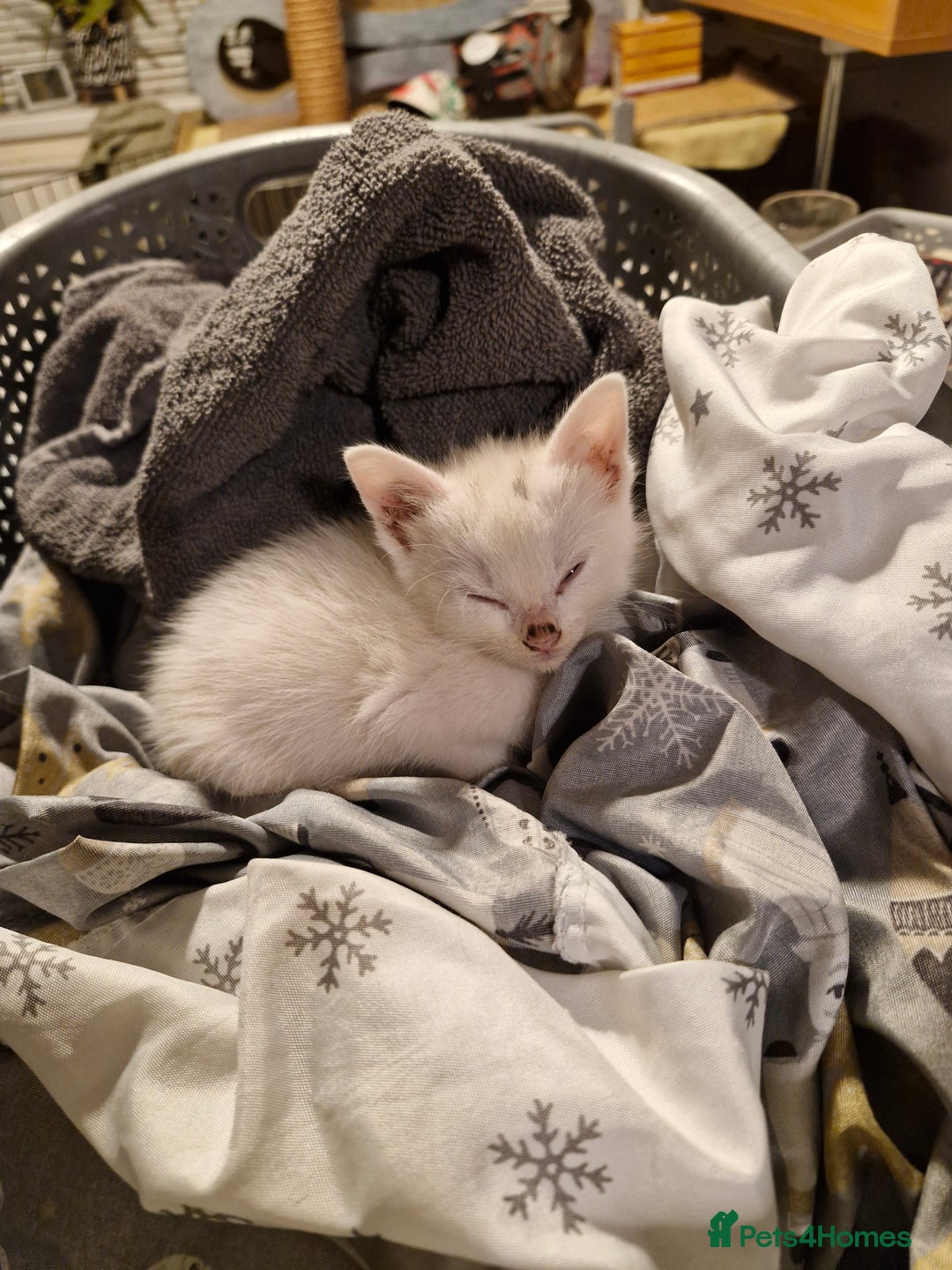 Mixed Breed cats for sale: Beautiful Siamese cross kittens - Advert 17