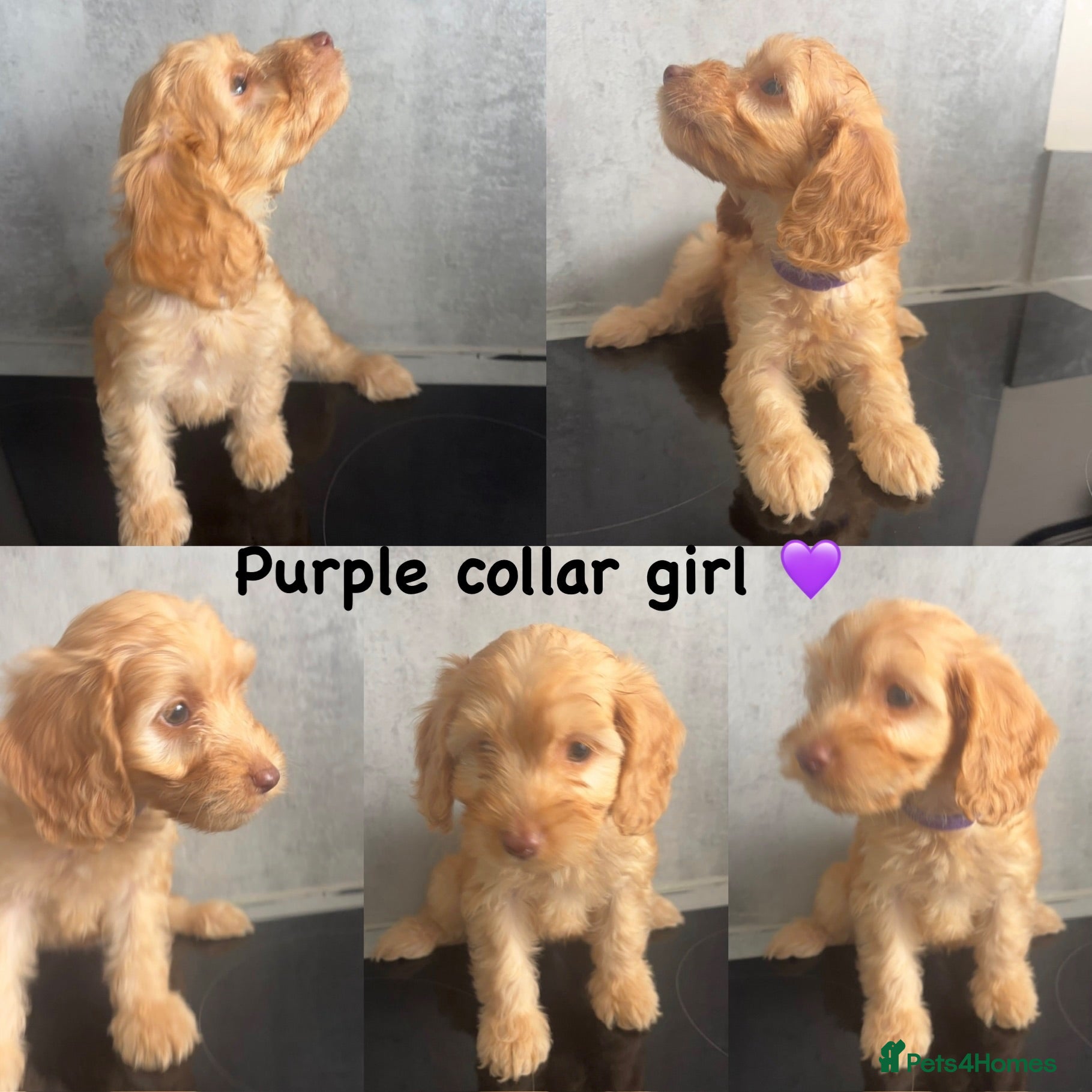 Cockapoo dogs *READY NOW* - 4 left - cockapoo puppies - Advert 4