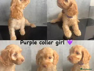 Cockapoo dogs *READY NOW* - 4 left - cockapoo puppies - Advert 4