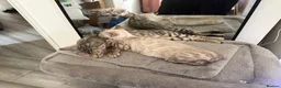 Bengal cats for sale: ❄️ TICA ACTIVE STUNNING SNOW BENGAL KITTEN ❄️ - Advert 2