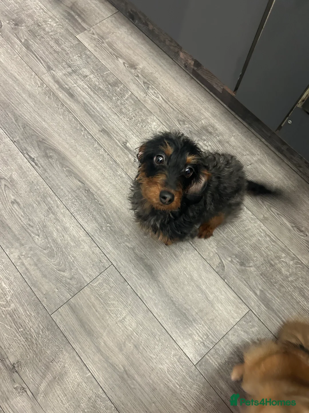Doxiepoo dogs for sale: Dachshund poodle cross 10 month old girl  - Advert 3