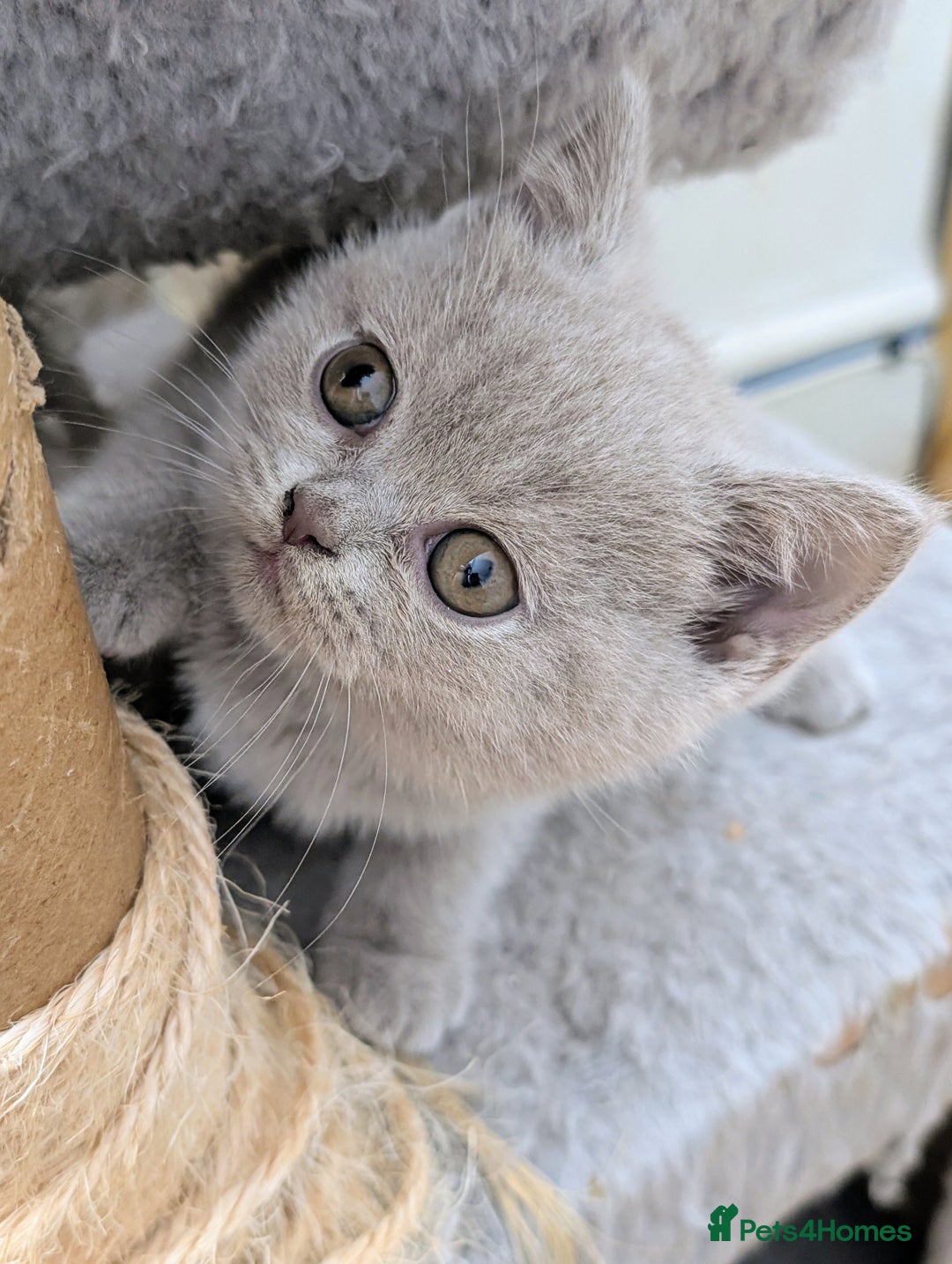 Scottish Fold cats for sale: Scottish fold kittens are looking for family🥰 - Image 7