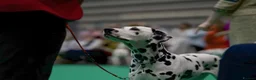 Dalmatian dogs for sale: Planned quality KC Reg black spotted litter  - Advert 3