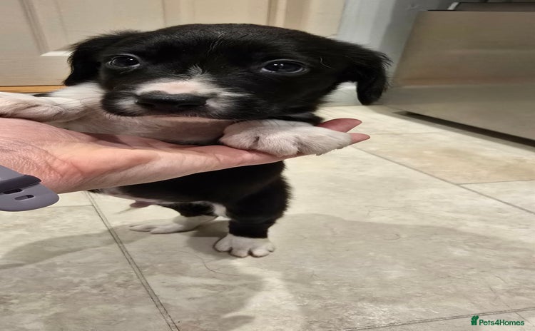 Sprollie dogs Sprollie Puppies - LAST 2 BOYS! - Advert 4